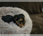 Small #3 Yorkshire Terrier