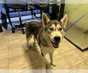Siberian Husky-Unknown Mix Dogs for adoption in Grand Prairie, TX, USA