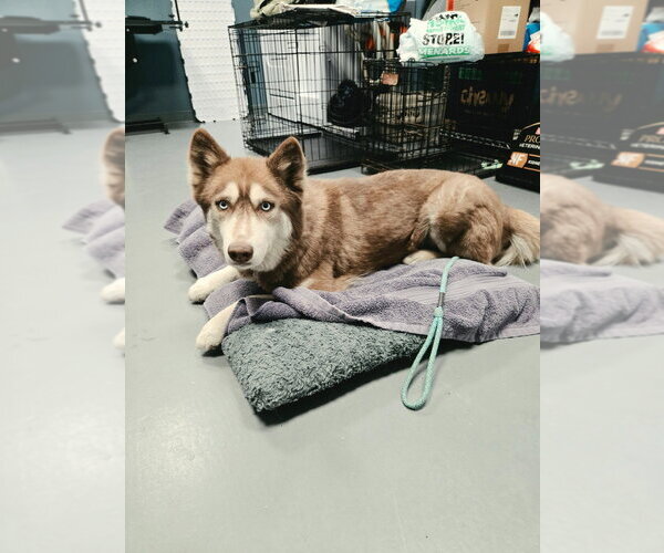 Medium Photo #3 Siberian Husky Puppy For Sale in South Bend, IN, USA