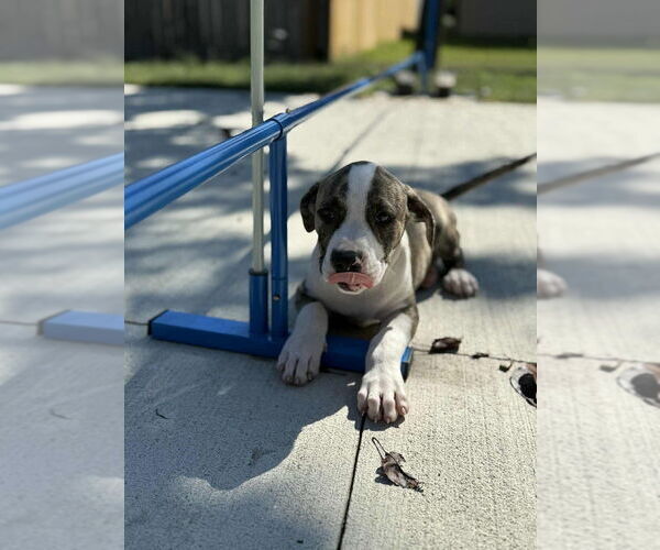 Medium Photo #3 American Pit Bull Terrier-American Staffordshire Terrier Mix Puppy For Sale in Wenonah, NJ, USA