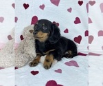 Small #3 Dachshund