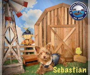 Sebastian - Male Chihuahua-Unknown Mix Dog for Adoption - Photo #3