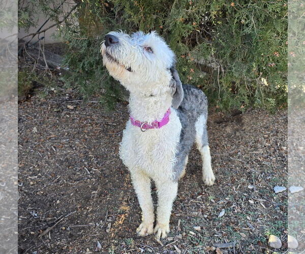 Medium Photo #4 Old English Sheepdog Puppy For Sale in Albuquerque, NM, USA