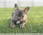 Small #4 French Bulldog