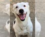 Small American Bulldog-Border Collie Mix