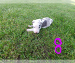 Small Photo #7 Great Dane Puppy For Sale in STOCKTON, MO, USA