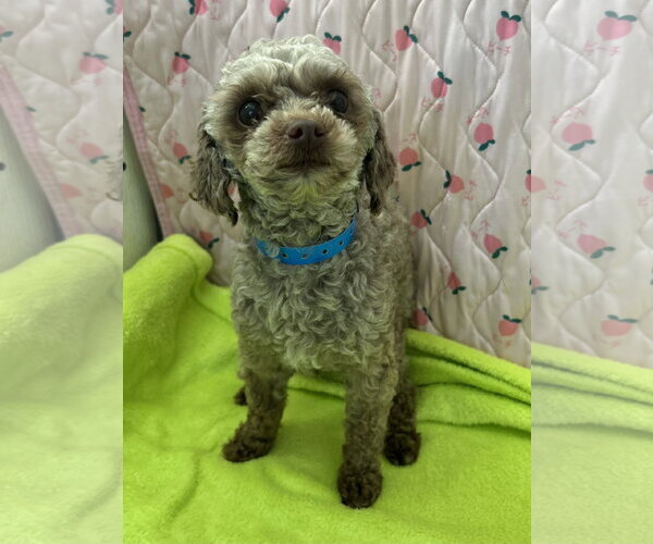 Medium Photo #1 Poodle (Miniature) Puppy For Sale in Pacolet, SC, USA