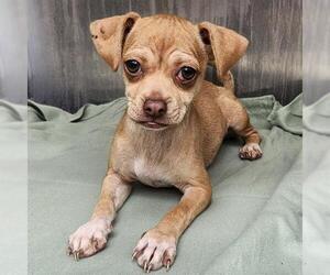 Chihuahua-Unknown Mix Dogs for adoption in San Antonio, TX, USA