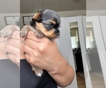 Small #2 Yorkshire Terrier