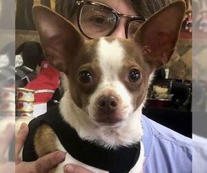 Chato - Male Chihuahua Dog for Adoption - Photo #2