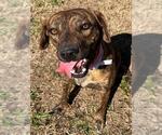 Small Plott Hound Mix