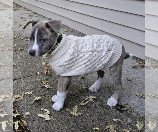 Medium Photo #16 Mutt Puppy For Sale in Fargo, ND, USA