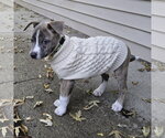 Small #15 Mutt