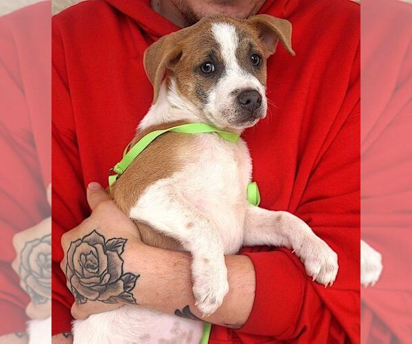 Medium Photo #2 Mutt Puppy For Sale in Carrollton, TX, USA