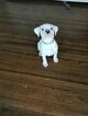 Small Photo #2 Boxer Puppy For Sale in OAKLAND, CA, USA