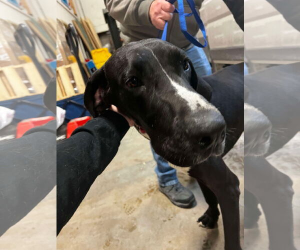 Medium Photo #12 Great Dane Puppy For Sale in Buffalo, MN, USA
