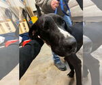 Small #11 Great Dane