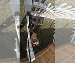 Small Photo #3 Cane Corso Puppy For Sale in TOLEDO, OH, USA
