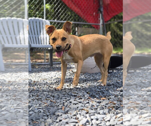 Medium Photo #3 American Pit Bull Terrier-Carolina Dog Mix Puppy For Sale in Albemarle, NC, USA