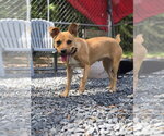 Small #2 American Pit Bull Terrier-Carolina Dog Mix