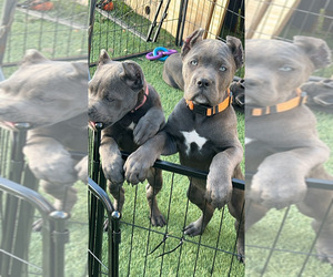 Cane Corso Puppy for sale in JOLIET, IL, USA