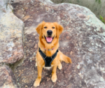 Small Photo #12 Golden Retriever Puppy For Sale in CROSSVILLE, TN, USA