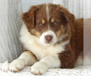 Australian Shepherd Puppy for sale in GLADE SPRING, VA, USA