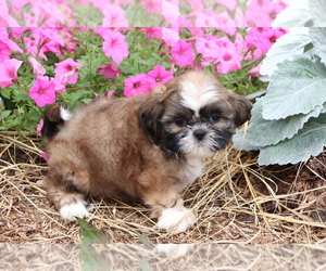 Shih Tzu Puppy for sale in SHILOH, OH, USA