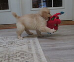 Small #1 Golden Retriever