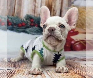 French Bulldog Puppy for sale in ERIAL, NJ, USA