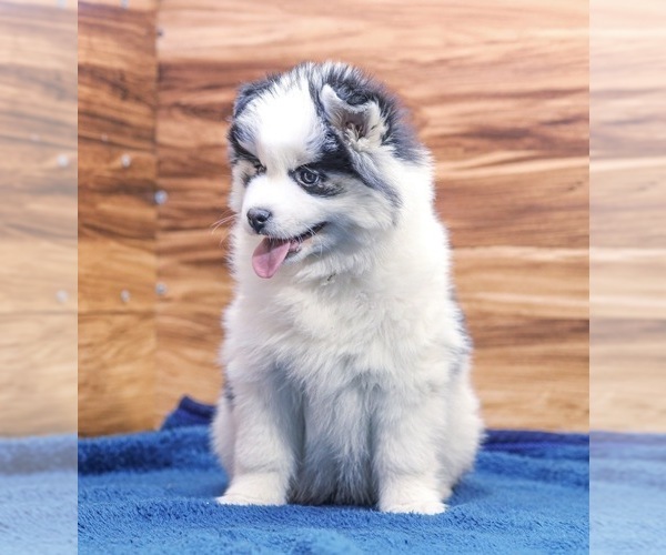 Full screen Photo #3 Pomsky Puppy For Sale in TAMPICO, IL, USA