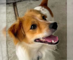 Small #2 Cavalier King Charles Spaniel Mix