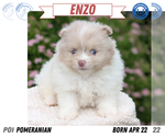 Small Photo #26 Pomeranian Puppy For Sale in GOSHEN, IN, USA
