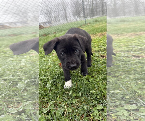 Medium Photo #2 Border Collie-Unknown Mix Puppy For Sale in Landenberg, PA, USA