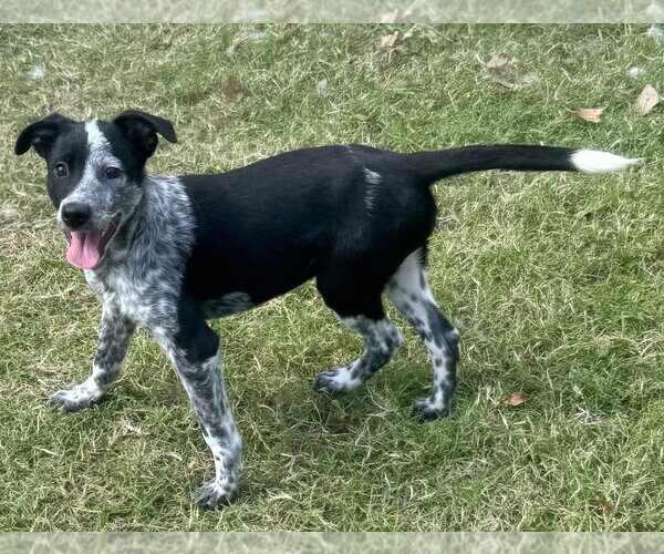 Medium Photo #1 Mutt Puppy For Sale in Great Bend, KS, USA