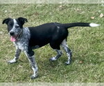 Loretta - Female Mutt Dog for Adoption - Small photo