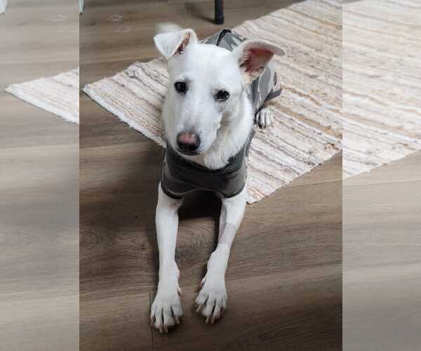 Medium Photo #3 Unknown-white german shepherd Mix Puppy For Sale in Hoffman Estates, IL, USA