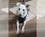 Small #2 white german shepherd Mix