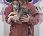 Small #2 Catahoula Leopard Dog Mix