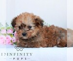 Small #1 Corgipoo