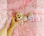 Small #25 Poodle (Toy)