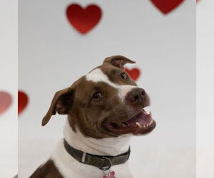 Medium American Pit Bull Terrier Mix
