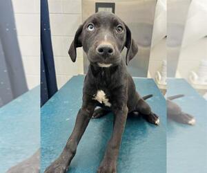 Labrador Retriever-Unknown Mix Dogs for adoption in Mobile, AL, USA
