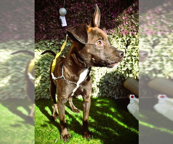 Medium Photo #2 Chihuahua-Chocolate Labrador retriever Mix Puppy For Sale in Fallbrook, CA, USA