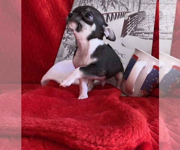 Medium Photo #2 Chihuahua Puppy For Sale in GROVE, OK, USA