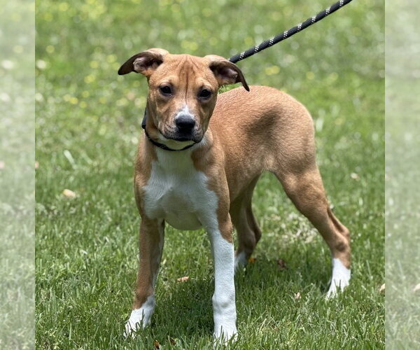 Medium Photo #3 Mutt Puppy For Sale in Yardley, PA, USA