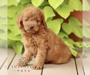 Goldendoodle (Miniature) Puppy for sale in LEOLA, PA, USA