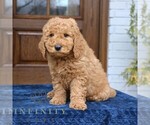 Small #3 Goldendoodle (Miniature)