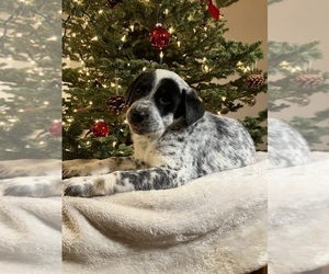 Australian Cattle Dog-Red Heeler Mix Puppy for sale in HILLSBORO, WI, USA