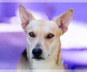 Mutt Dogs for adoption in Canton, CT, USA